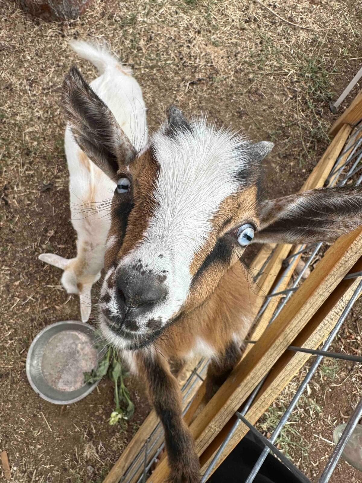 Barry can’t wait to meet you. He’ll be your best friend if you feed him. He also is a “lap goat.” Don’t be surprised if he never leaves your lap. 